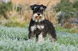 SCHNAUZER NAIN 006